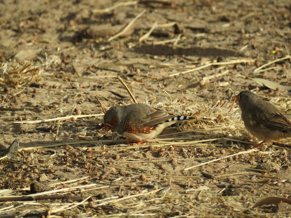 Zebra Finch - ML645835789