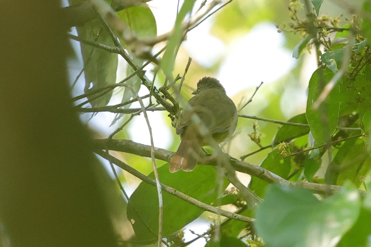 Plain Greenbul - ML645835790
