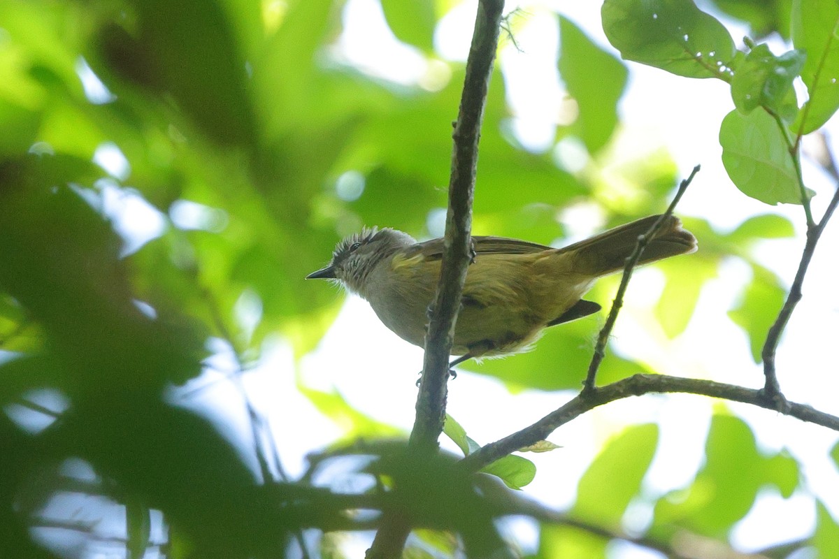 Gray Greenbul - ML645835795