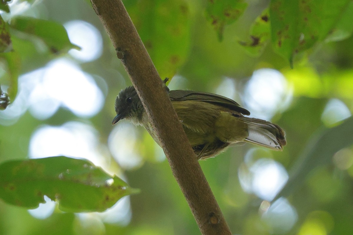 Gray Greenbul - ML645835797