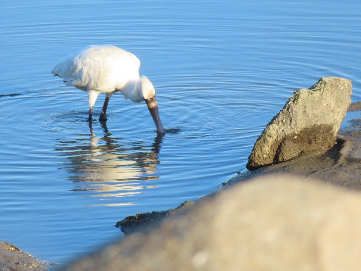 kolpík malý - ML645835801