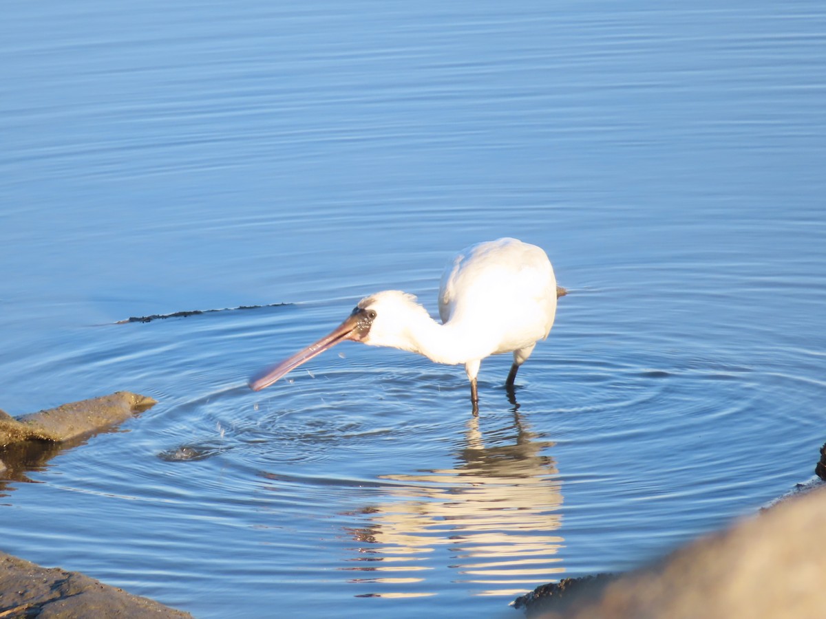 kolpík malý - ML645835802