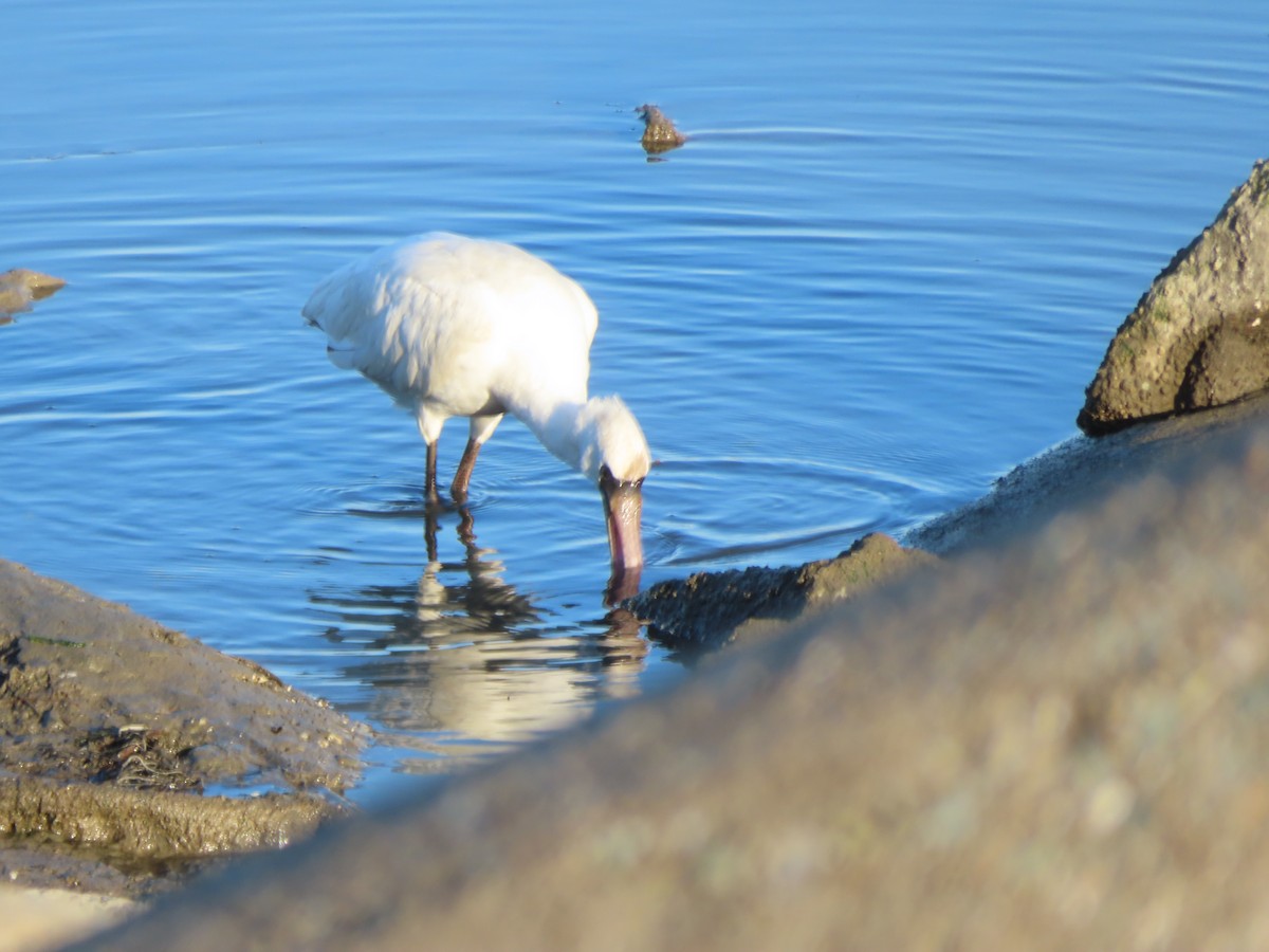 kolpík malý - ML645835804