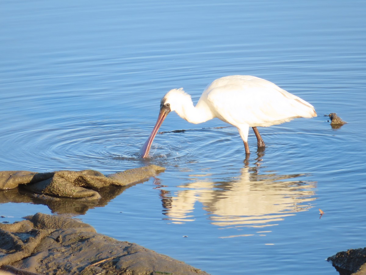 kolpík malý - ML645835805