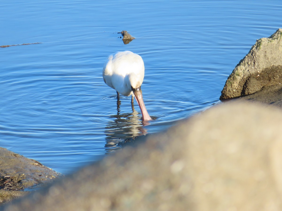 kolpík malý - ML645835808