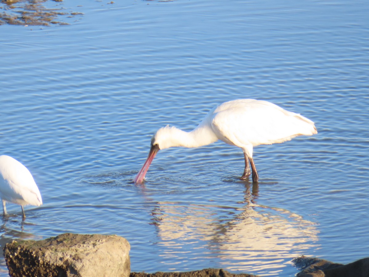 kolpík malý - ML645835811