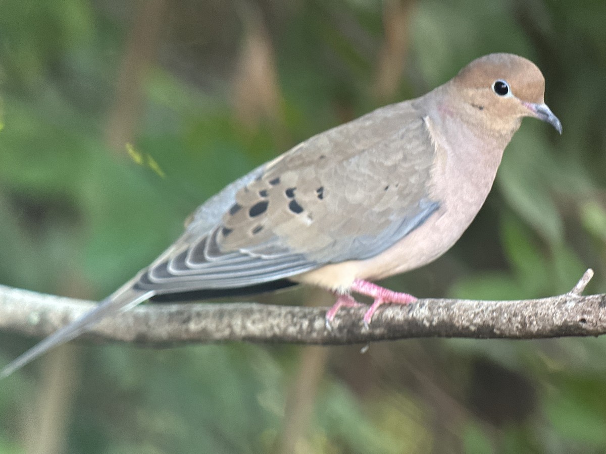 hrdlička karolínská - ML645835816