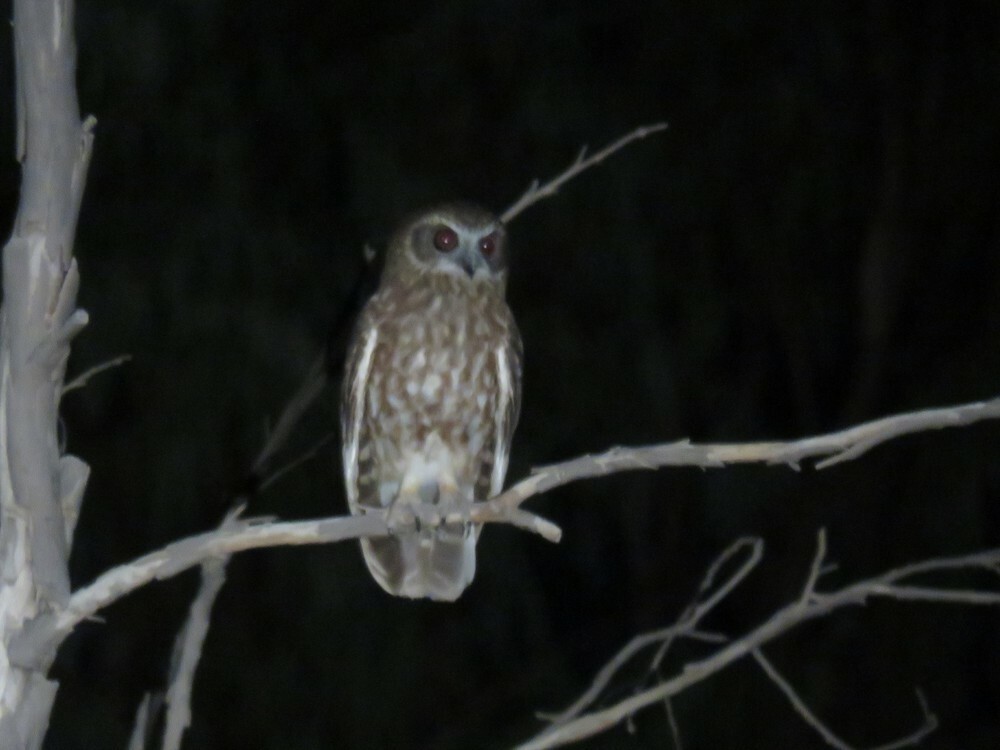 sovka bubuk - ML645835817