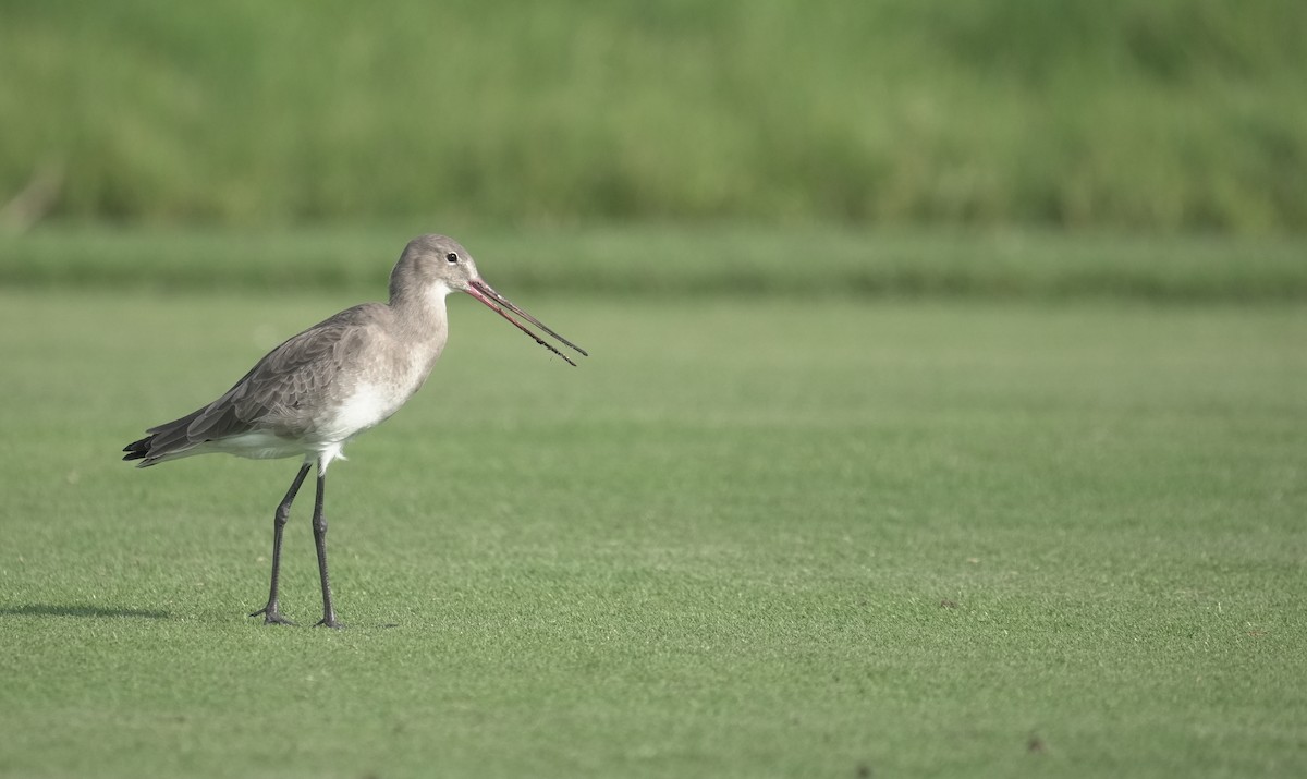 břehouš černoocasý - ML645835819