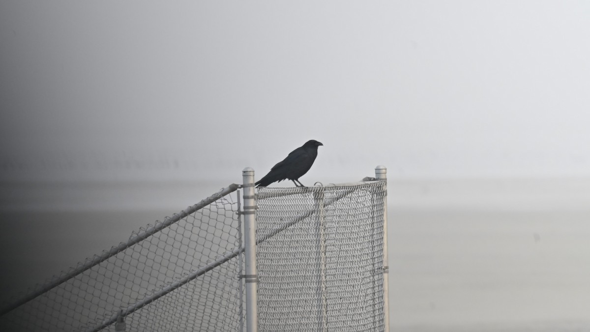 krkavec velký - ML645835820