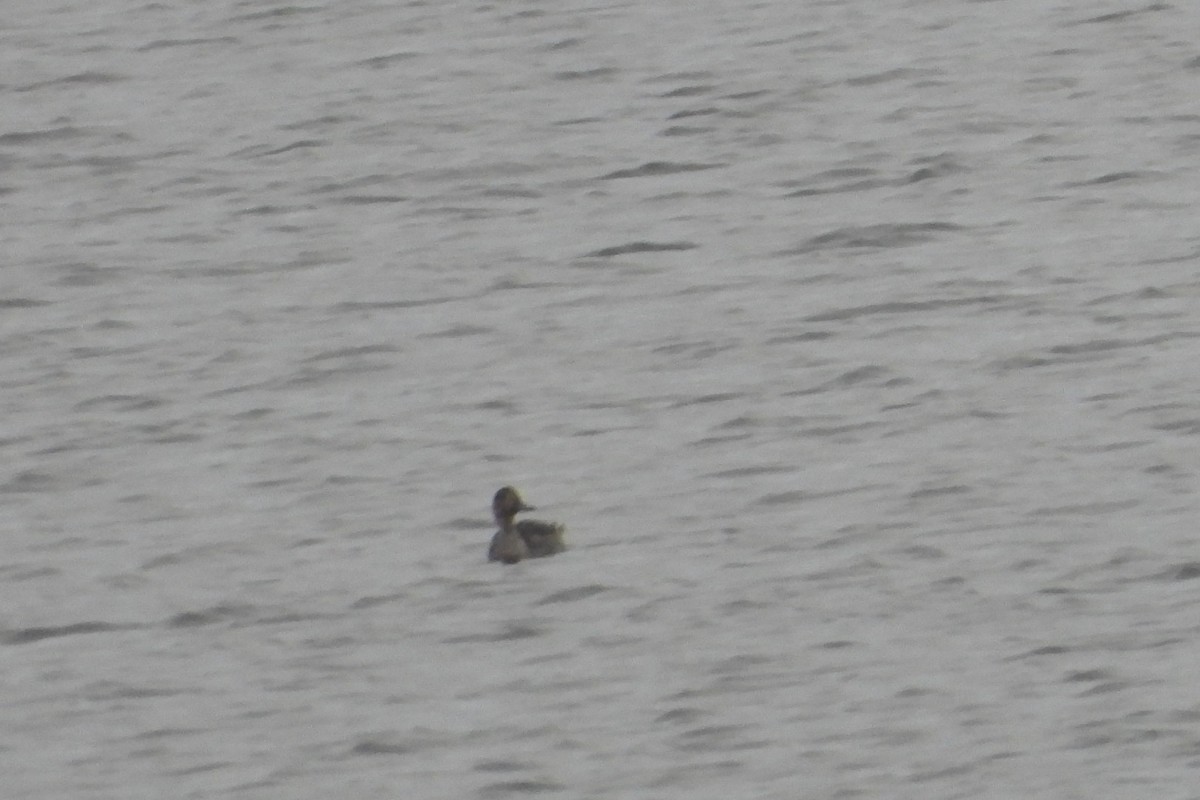 ostralka štíhlá - ML645835822