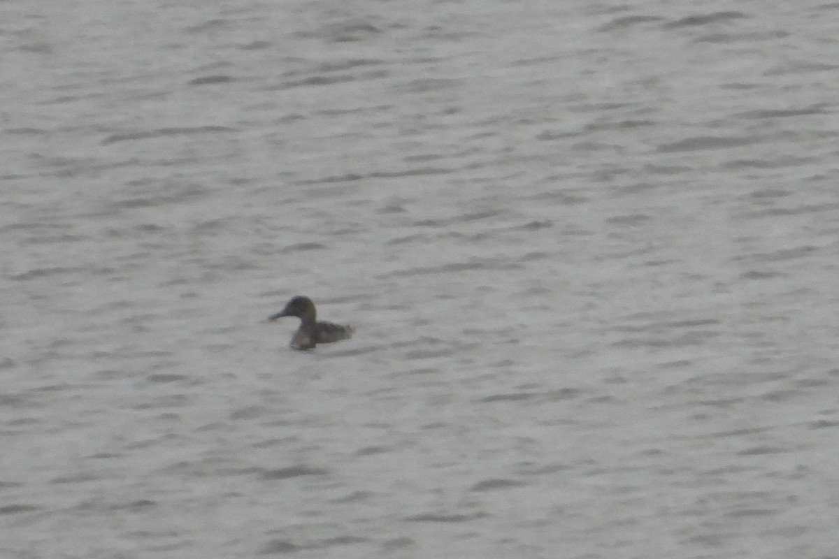 ostralka štíhlá - ML645835823