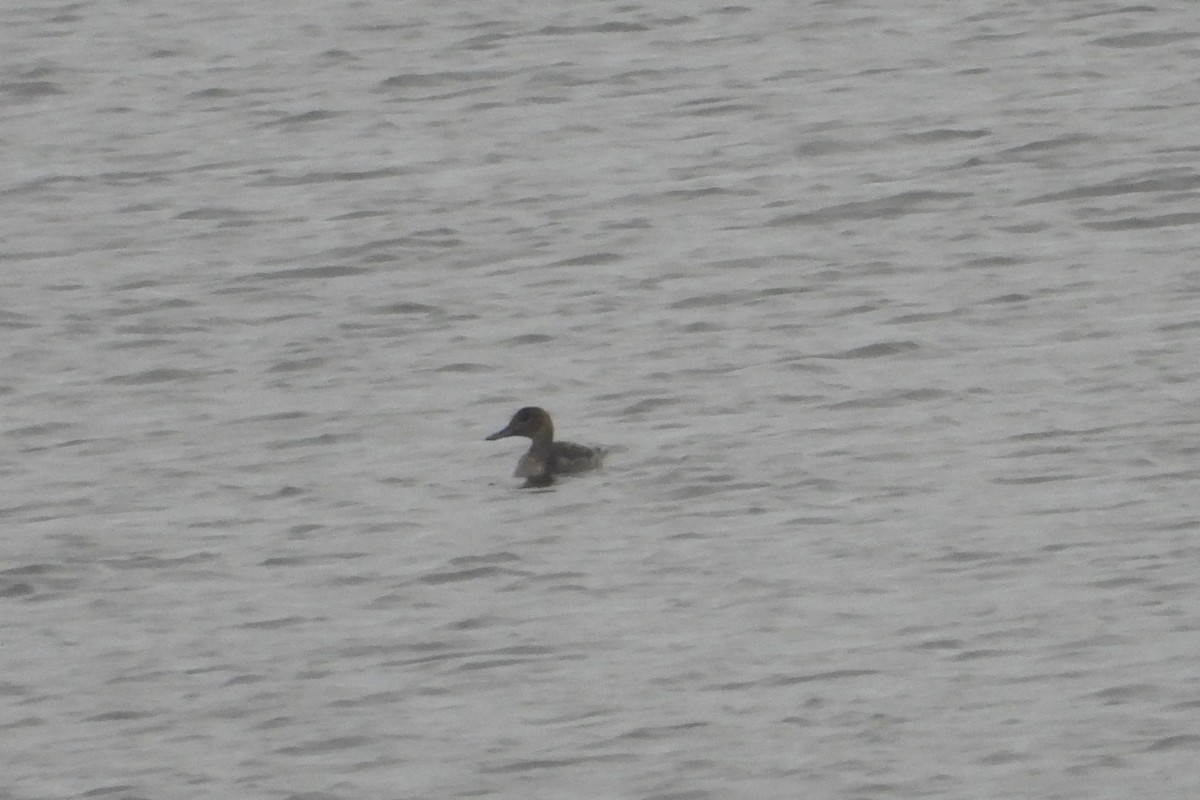 ostralka štíhlá - ML645835824