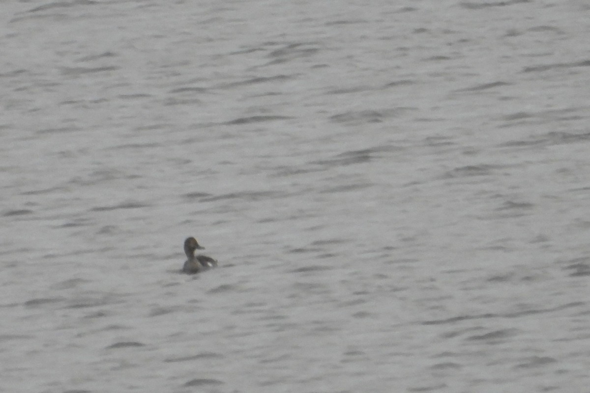 ostralka štíhlá - ML645835825