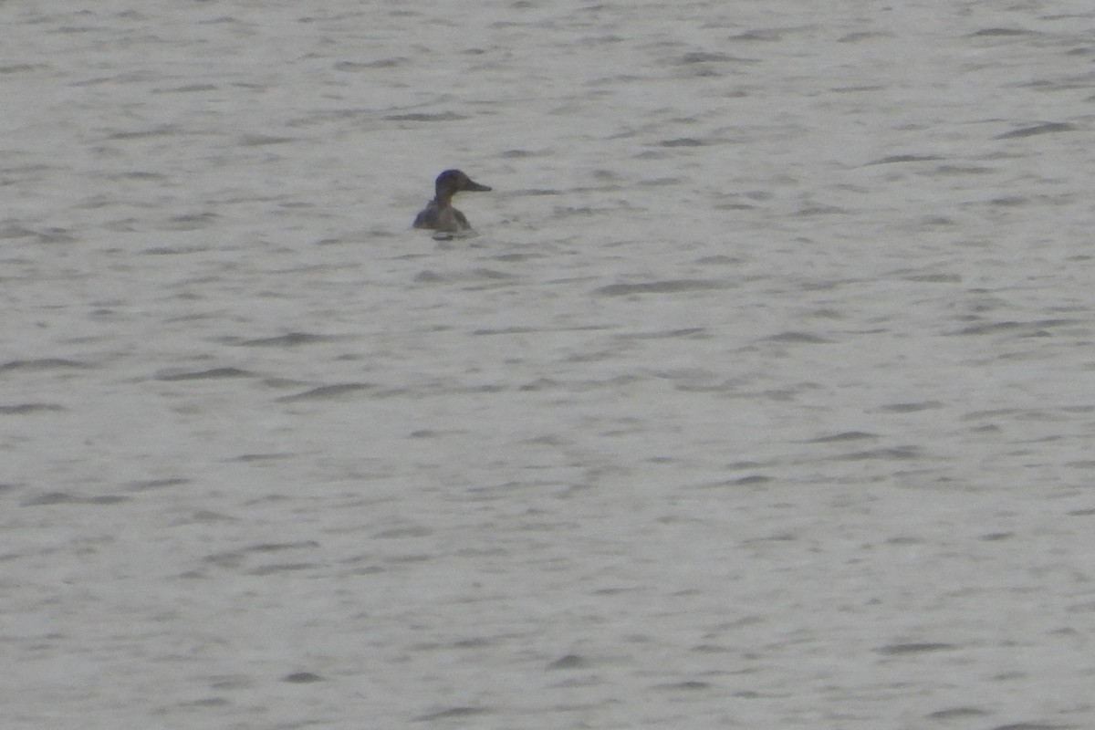 ostralka štíhlá - ML645835827