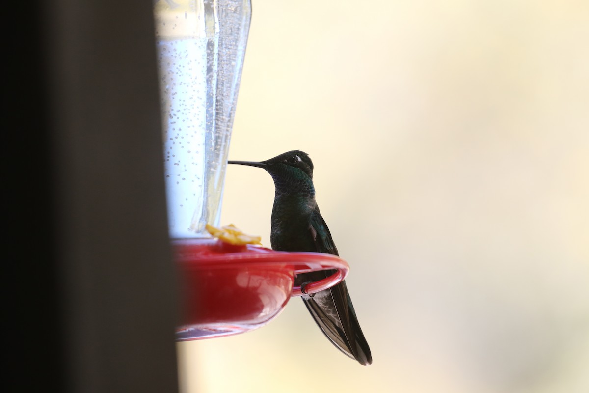Rivoli's Hummingbird - ML645835829