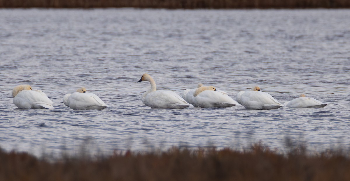 Tundra Swan - ML645835830