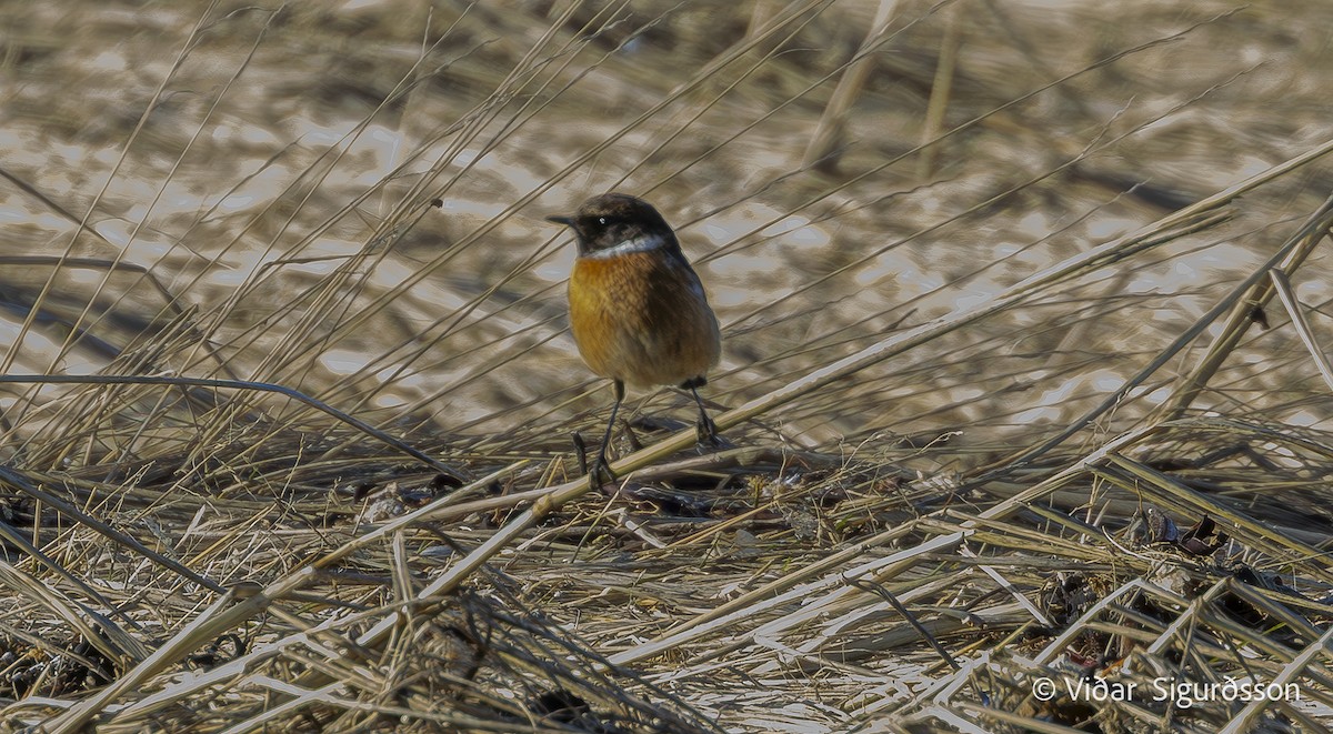 European Stonechat - ML645835833