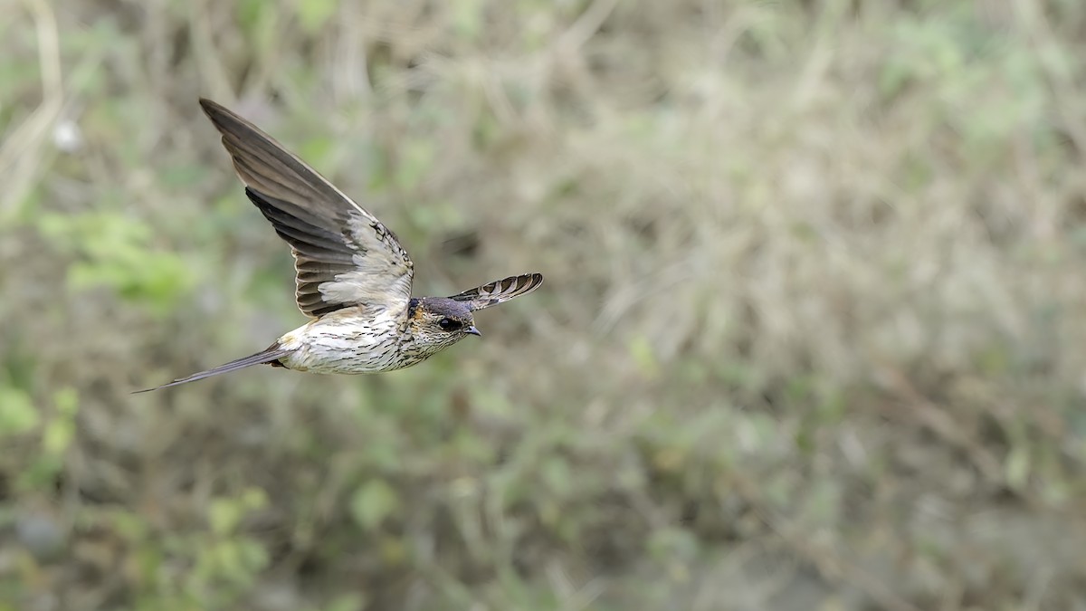 Eastern Red-rumped Swallow - ML645835835