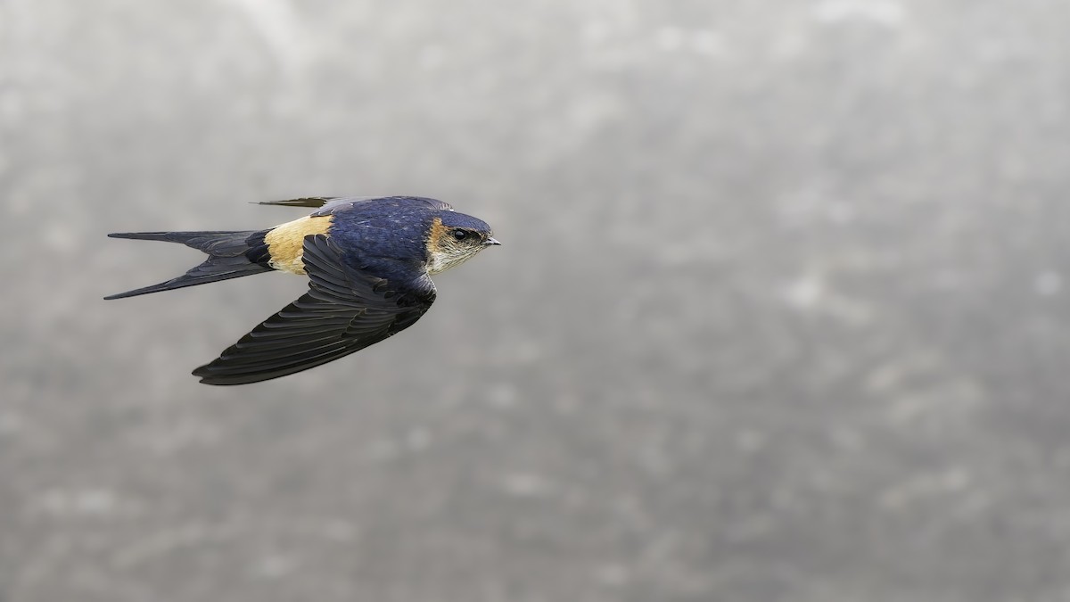 Eastern Red-rumped Swallow - ML645835836