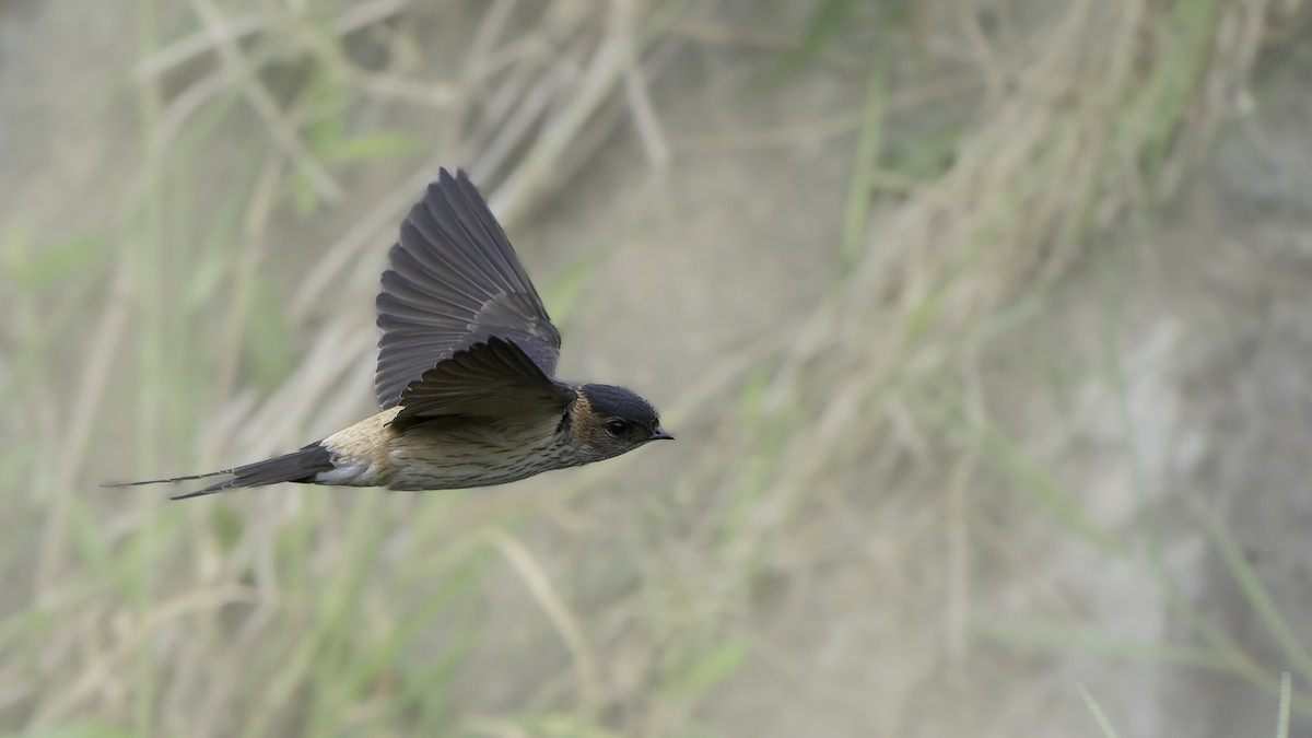 Eastern Red-rumped Swallow - ML645835837