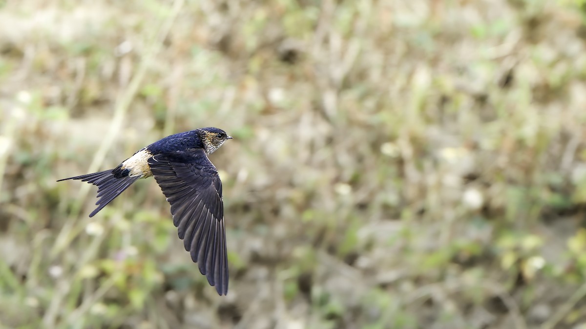Eastern Red-rumped Swallow - ML645835838