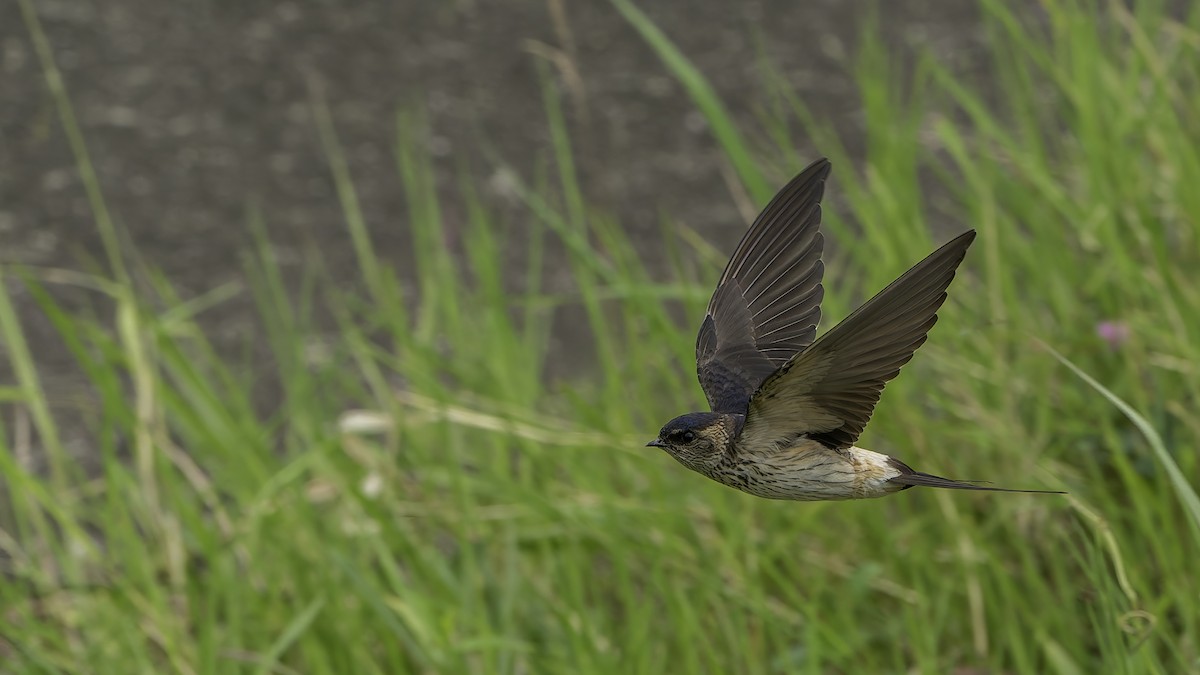 Eastern Red-rumped Swallow - ML645835839
