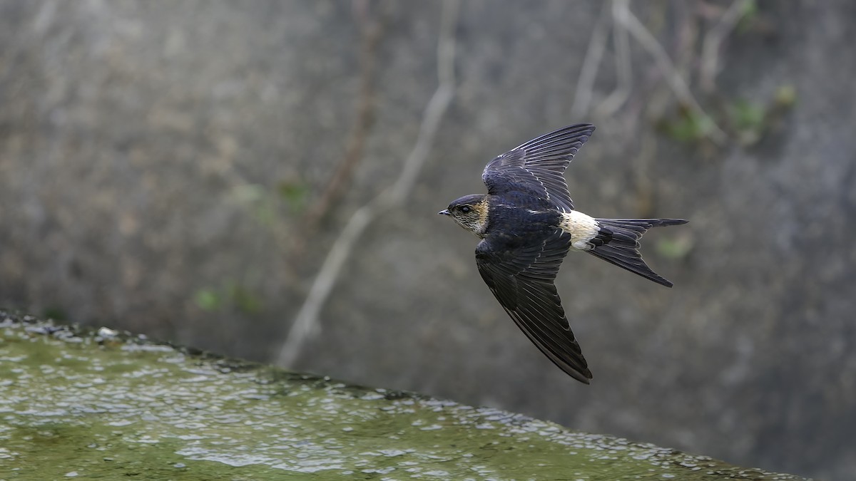 Eastern Red-rumped Swallow - ML645835840