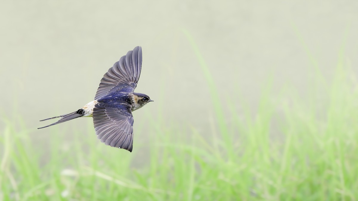 Eastern Red-rumped Swallow - ML645835841