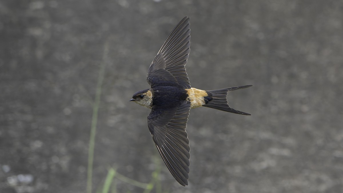 Eastern Red-rumped Swallow - ML645835842