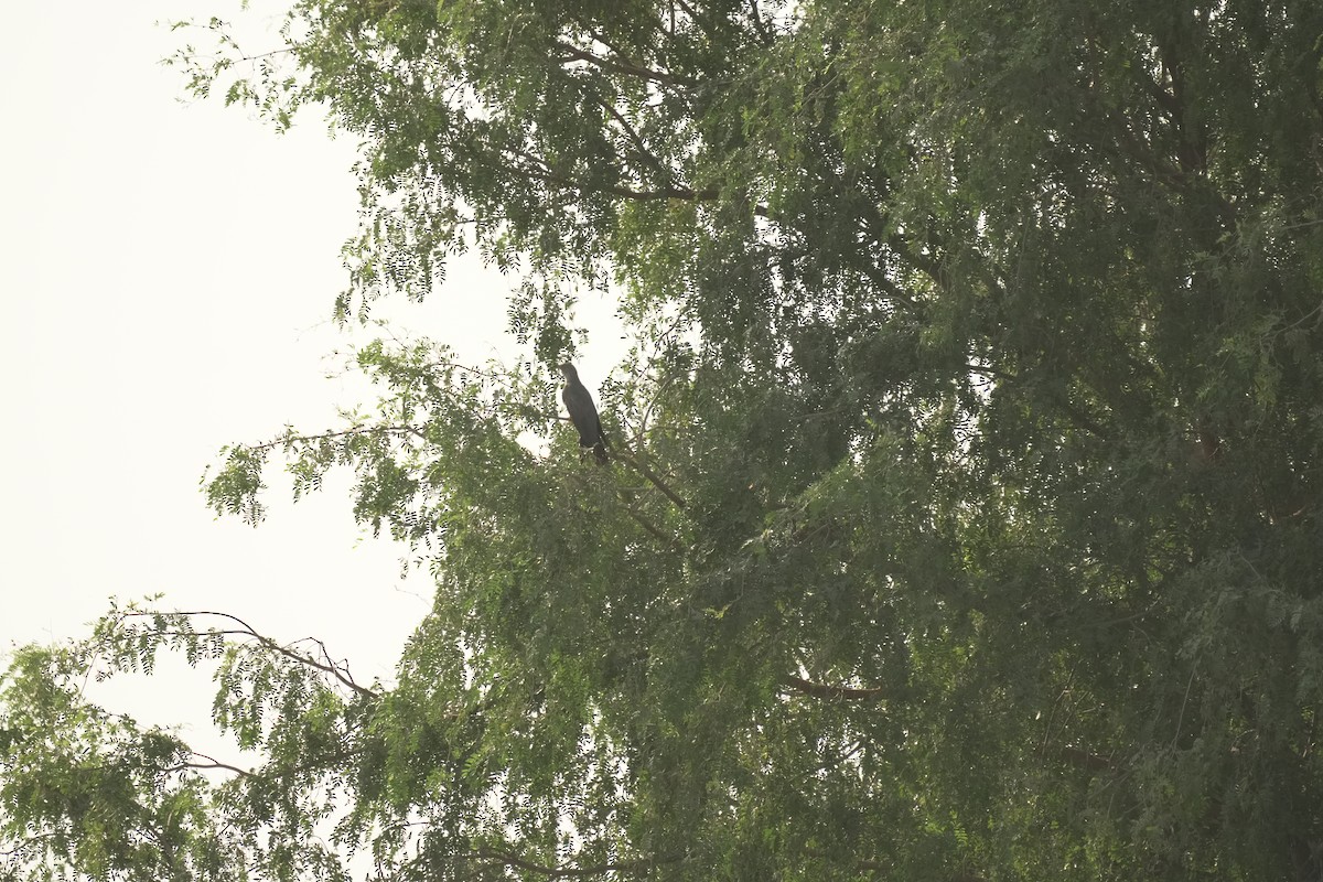 Common Cuckoo - ML645835843