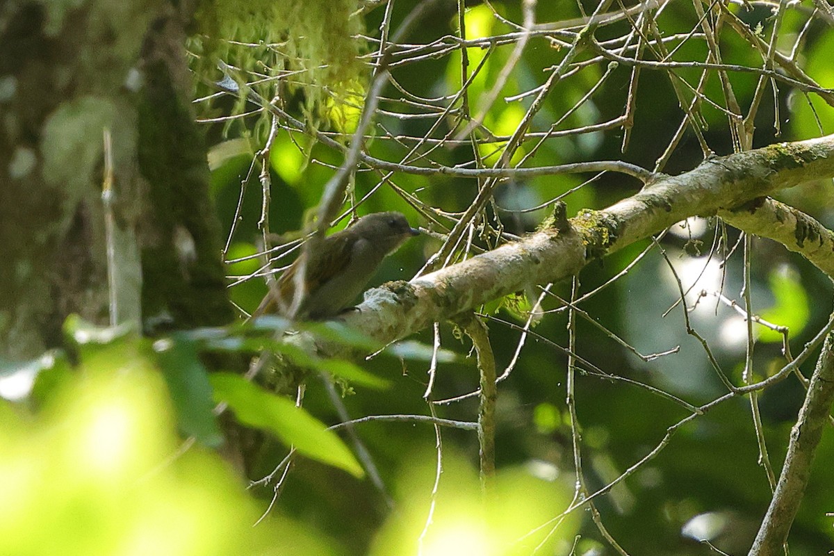 Lesser Honeyguide - ML645835847