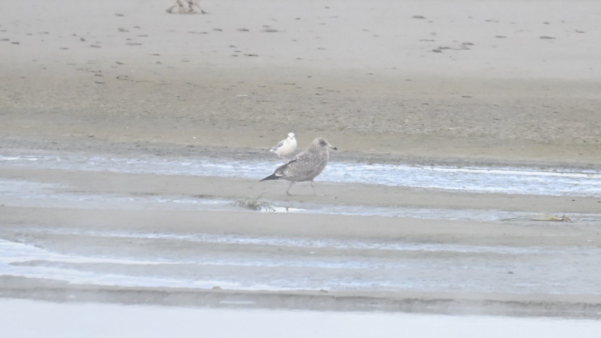 American Herring Gull - ML645835849