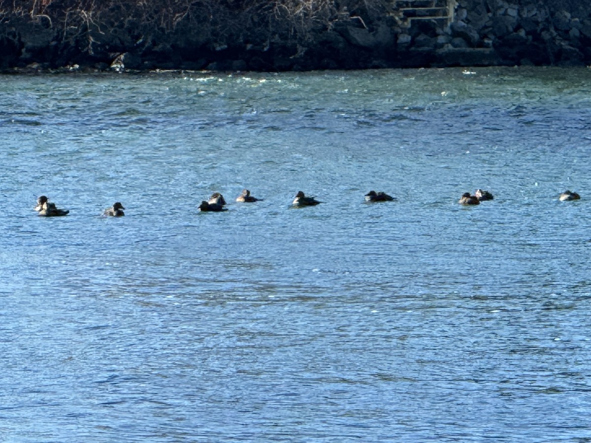 Common Eider - ML645835850