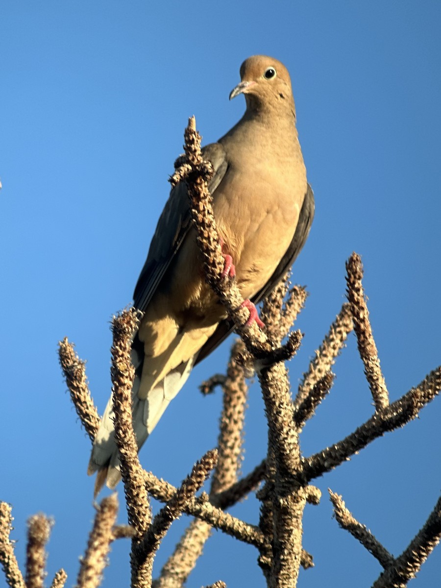 Mourning Dove - ML645835860