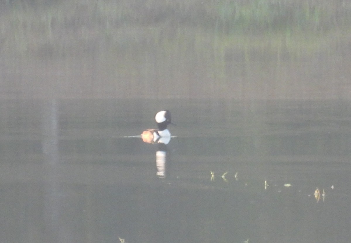 Hooded Merganser - ML645835862