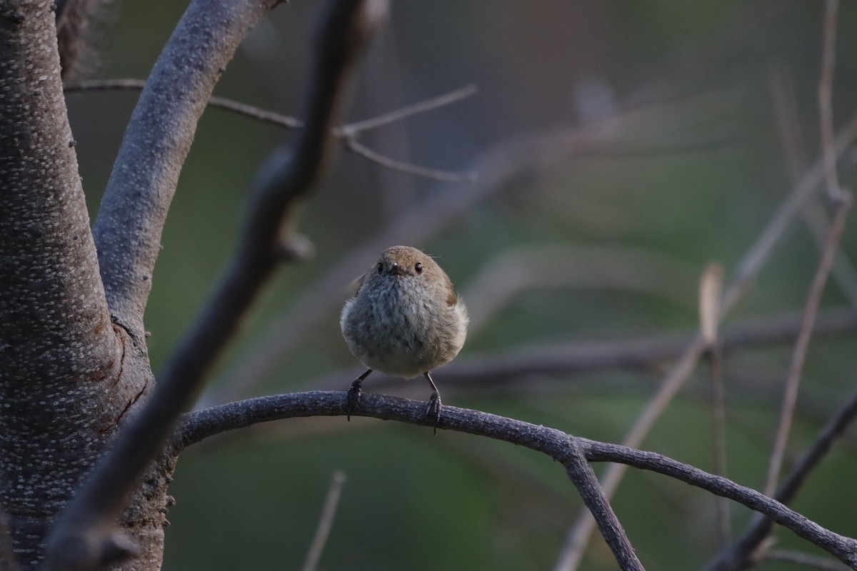 Brown Thornbill - ML645835864
