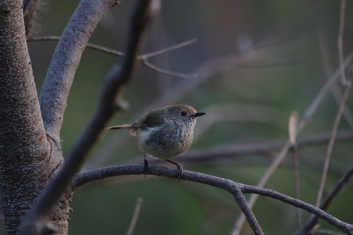 Brown Thornbill - ML645835865