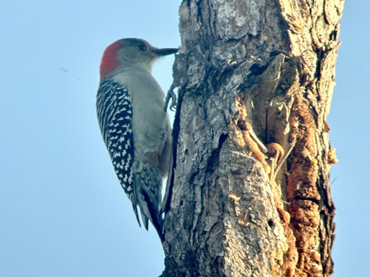 Red-bellied Woodpecker - ML645835866