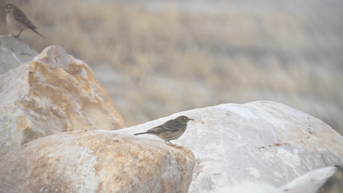 American Pipit - ML645835867