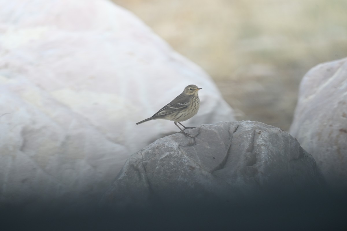 American Pipit - ML645835868