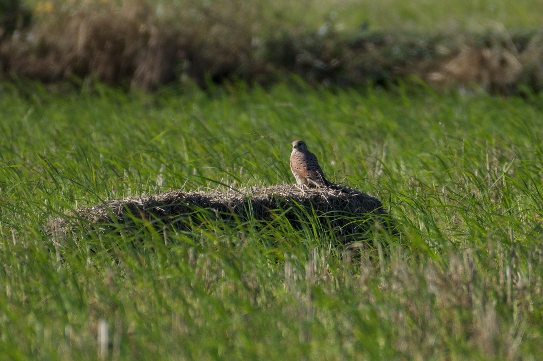 Eurasian Kestrel - ML645835869