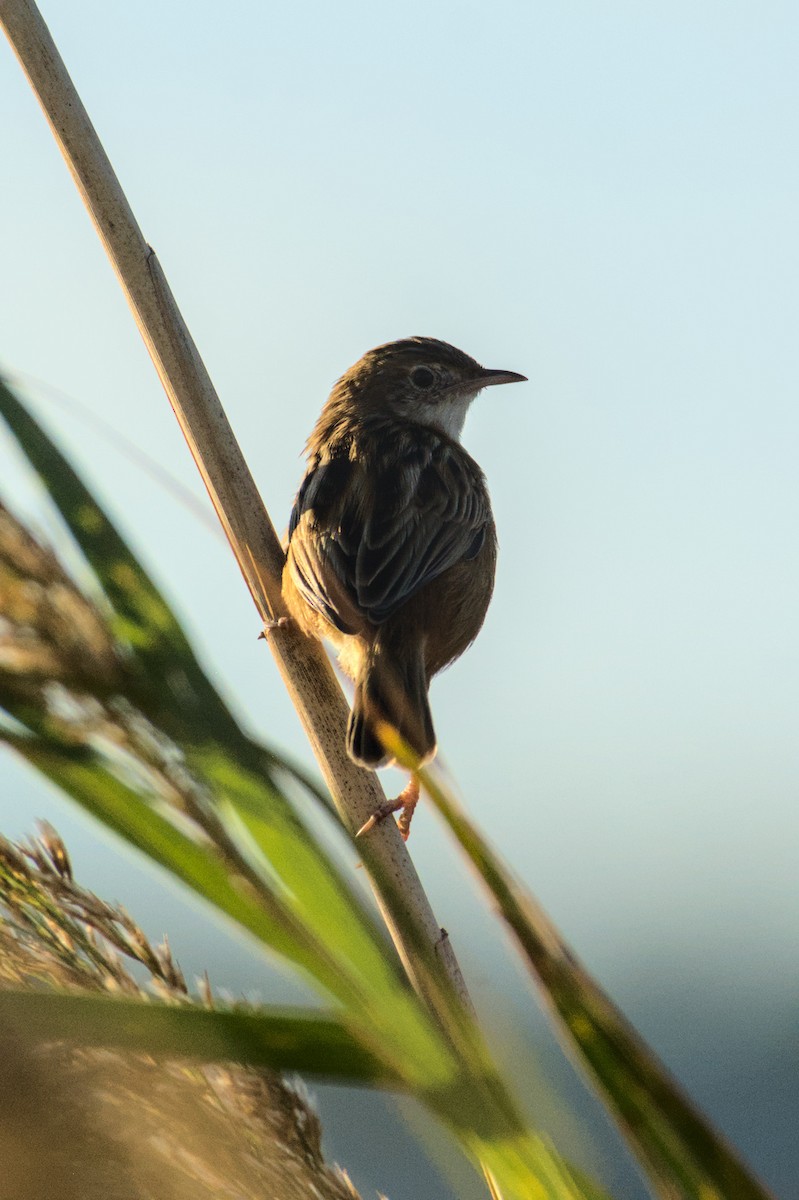 Zitting Cisticola - ML645835870