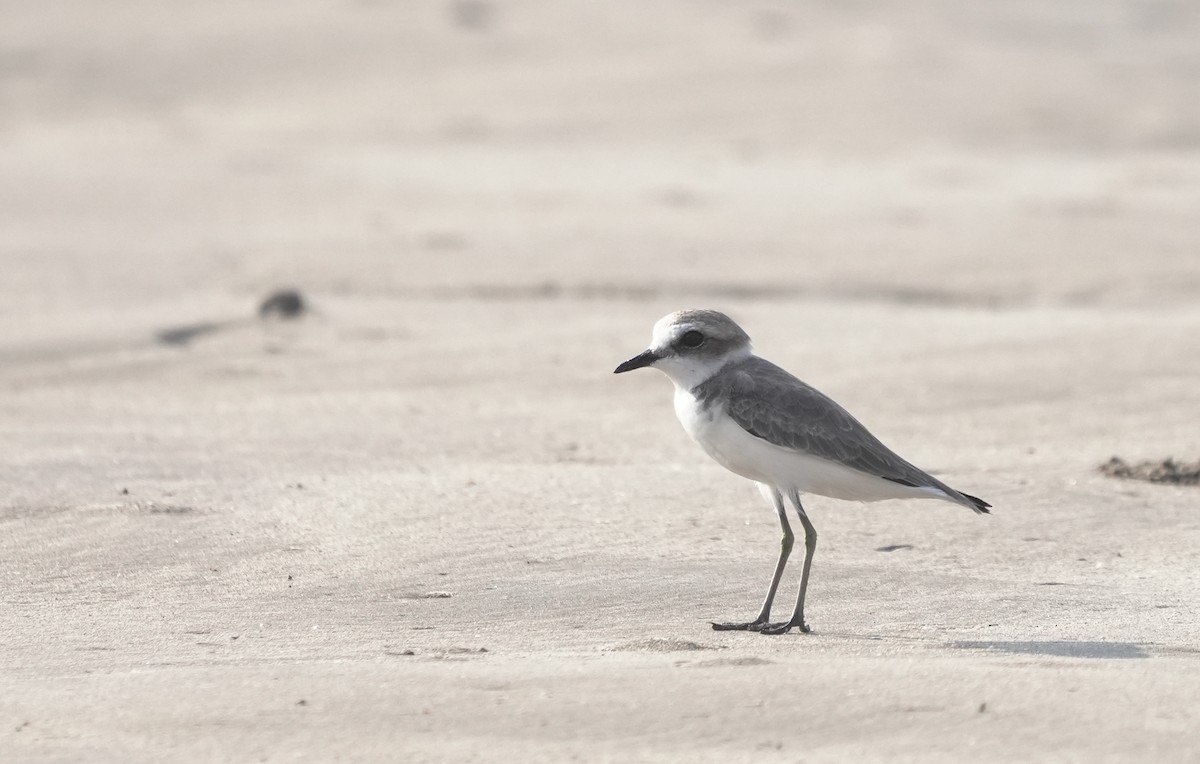 Tibetan Sand-Plover - ML645835871