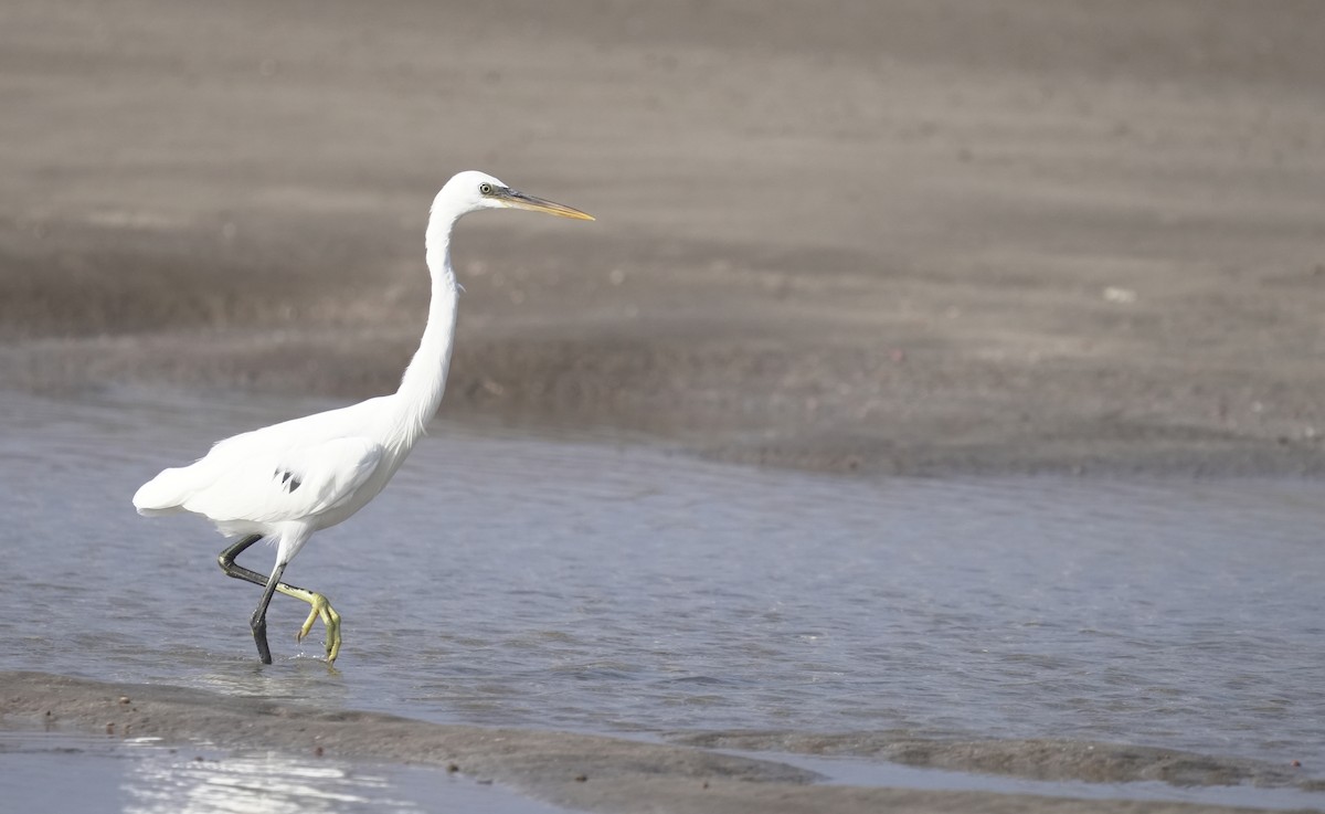 Western Reef-Heron - ML645835873