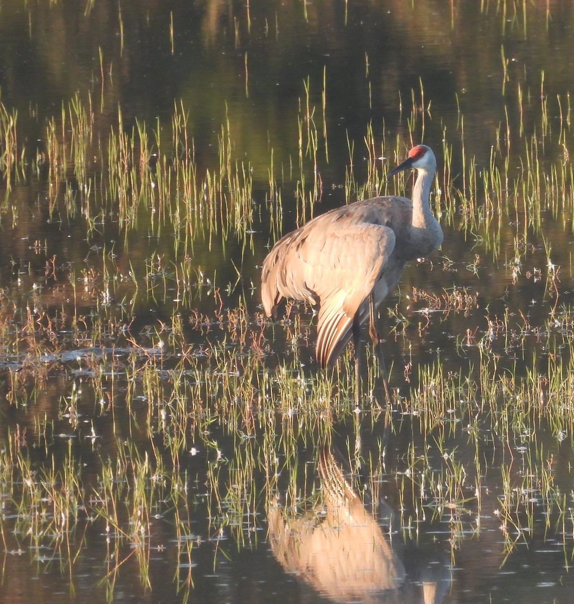 Sandhill Crane - ML645835874