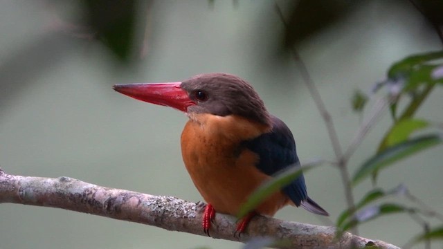 コウハシショウビン - ML645835875