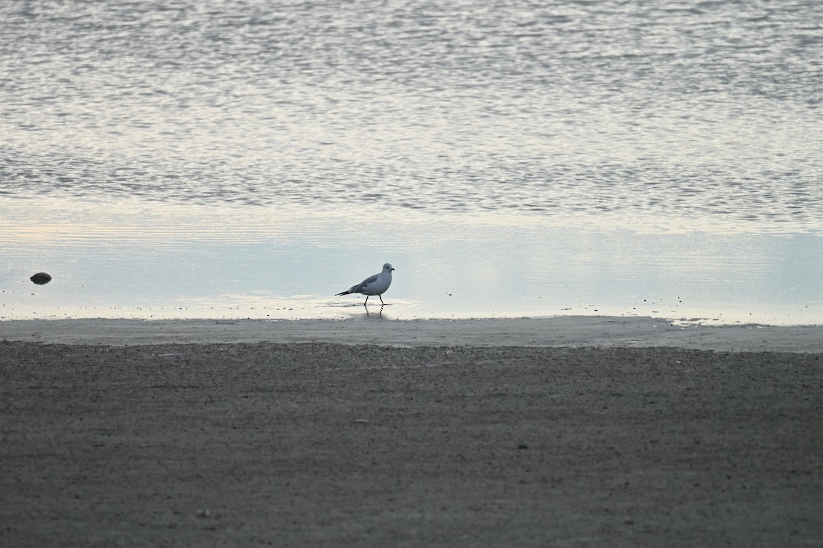 Ring-billed Gull - ML645835878