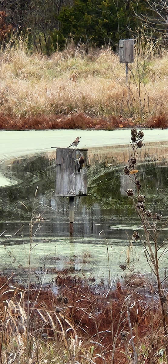 ハシボソキツツキ - ML645835879