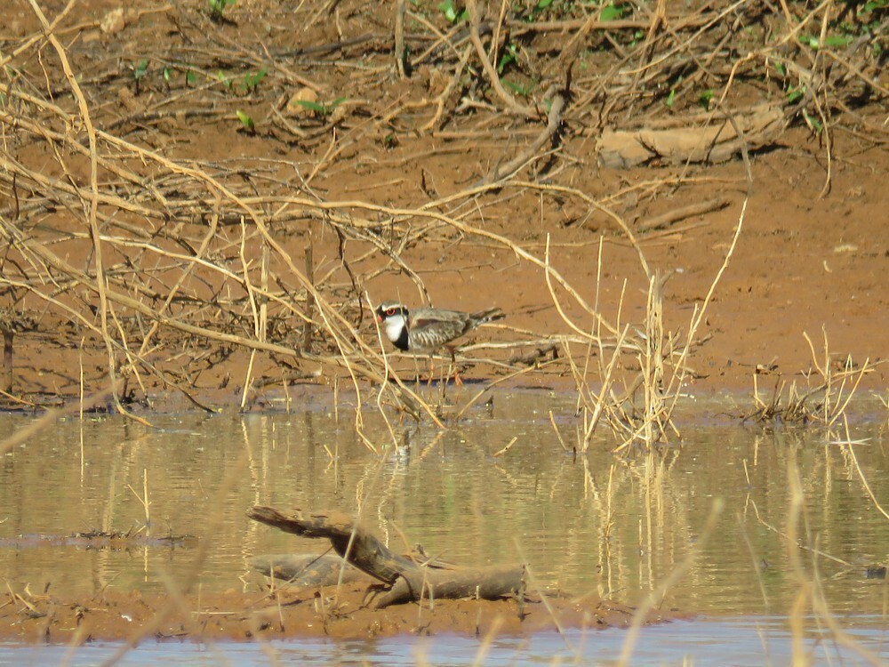 カタアカチドリ - ML645835880